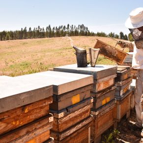 Val de Xálima apicultura 2