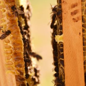 Val de Xálima panal con abejas