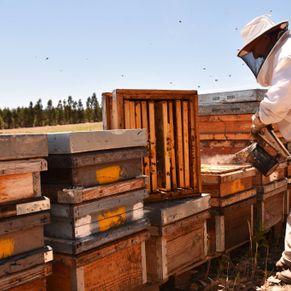 Val de Xálima apicultura 1