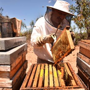 Val de Xálima apicultor 